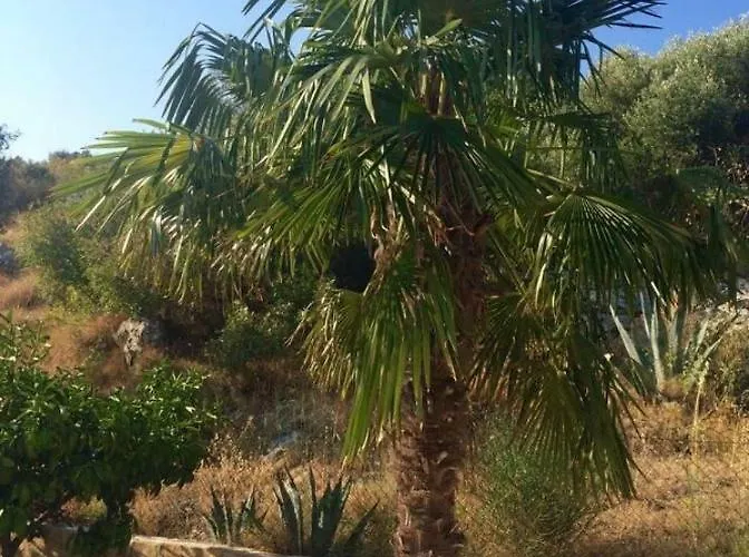 Lavendel Τρογκίρ